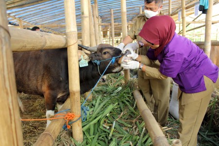  Pusat Sumbang 50 Personel Pemeriksa Kesehatan Hewan Kurban ke Jabar