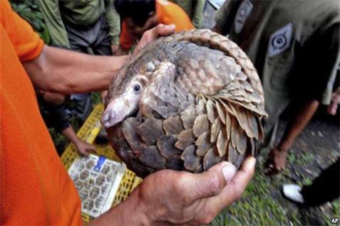  HEWAN LANGKA: Wildlife Umumkan Kelahiran Trenggiling Sunda Asli Singapura