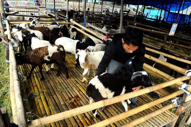  Pemkot Cimahi Bagikan 100 Ekor Hewan Kurban
