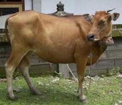  SAPI  RANCAH: Pemprov Jabar Kembangkan Plasma Nutfah Sapi Sunda