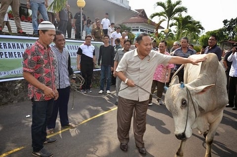  Pemprov Sulut Serahkan 31 Hewan Kurban ke Sejumlah Masjid