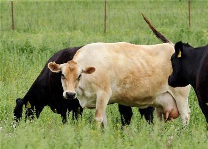  Sapi Ngamuk di Supermarket Sebelum Dikurbankan