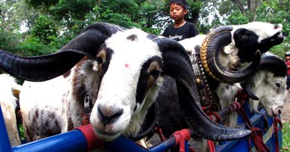  Supaya Tak Darah Tinggi Saat Makan Daging Kurban