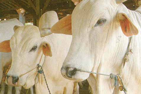  IDUL ADHA: Pemkot Manado Sumbang Kurban 11 Sapi