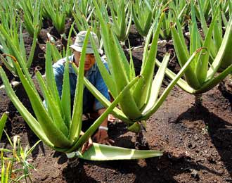  Budi Daya Lidah Buaya Belum Optimal