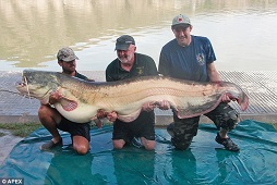  Wow, Ikan Lele Terbesar di Dunia Tertangkap Oleh Orang Ini