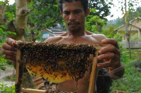  KAMPUNG CINGAGOLER: Pembudidaya Lebah Madu Akan Pameran di Italia