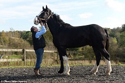 Lincoln kuda terbesar di Eropa/Daily Mail