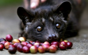  Kopi Luwak Pangalengan Laku Rp1,2 Juta Per Kg Saat Lelang