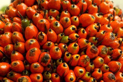  CPO/MINYAK SAWIT 10 Oktober: Harga Awal Perdagangan Menguat 0,09%
