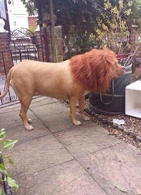  Wow, Anjing Ini Disulap Menyerupai Singa
