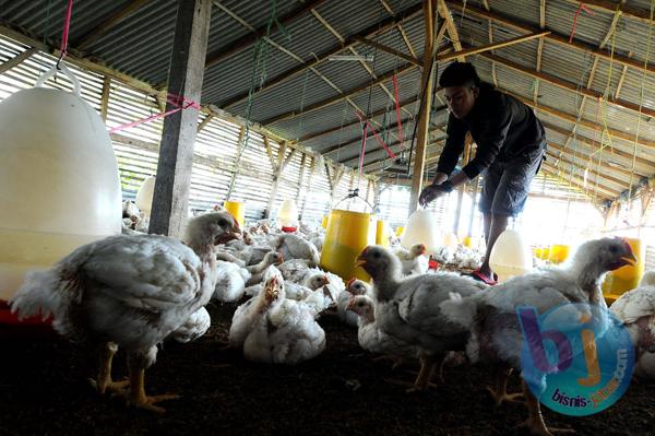  Jabar Kembangkan Indukan Ayam Sentul