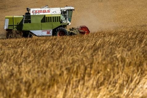  HARGA KOMODITAS: Panen Jagung dan Kedelai Meningkat, Gandum Melemah