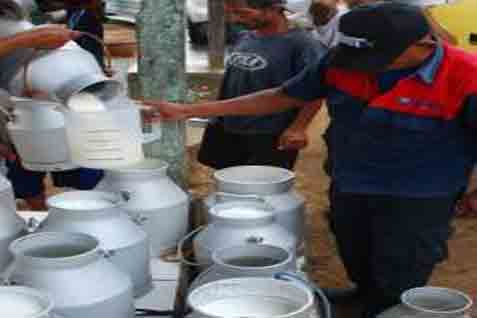  Koperasi Susu Desak Pemerintah Atasi Persoalan Lahan Rerumputan