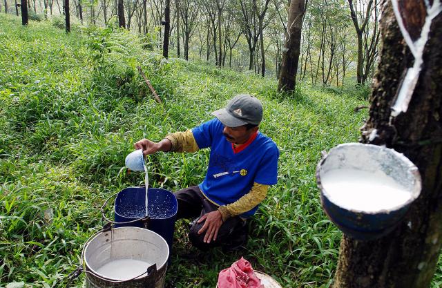  Duh, Upah Buruh Sadap Karet Hanya Rp75.000 per Minggu