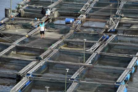  Perikanan Darat: Kalbar Tingkatkan Budi Daya Ikan Kapuas