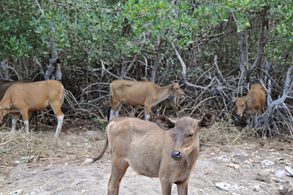  Pembibitan Sapi Perah Stagnan