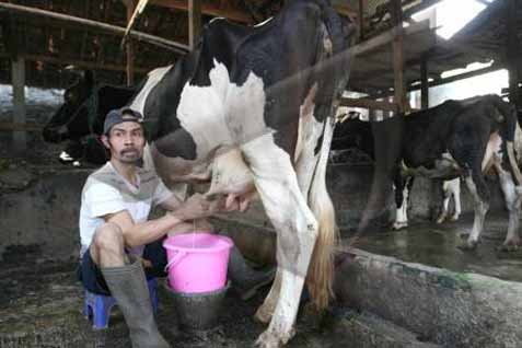  Produksi Susu Turun 1.000 Liter Per Hari