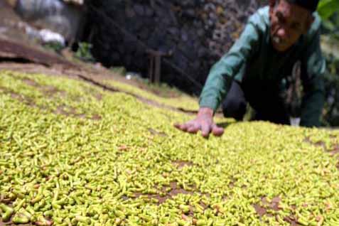  KEMARAU PANJANG, Petani Cengkih di Majene Rugi Besar