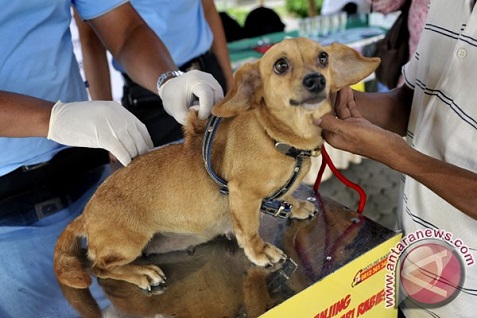  Hore... Jakarta Bebas Rabies