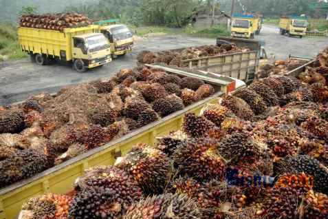  Harga Tandan Buah Segar Riau Kembali Turun