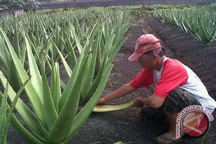  Lidah Buaya Belum Jadi Sajian Utama Hotel di Pontianak