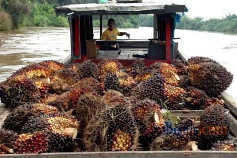  45 Petani Swadaya Sawit Raih RSPO