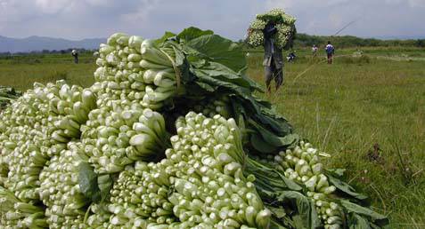  KEMARAU BERKEPANJANGAN: Pasokan Sayur di Malang Per Hari Turun 15 Ton