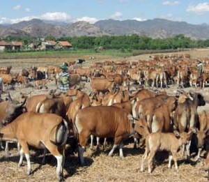  5 Kawasan Di Kupang Ditawarkan ke Investor