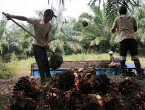  PERKEBUNAN KELAPA SAWIT: Perlu Pola Kemitraan Baru