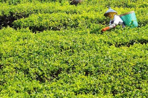  Industri Hilir Teh Mendesak Dikembangkan