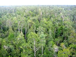  KAWASAN EKOSISTEM LEUSER: Pemda Aceh Tamiang Ajukan Anggaran Reforestasi