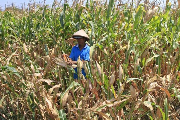  Produksi Jagung Tahun Ini Diproyeksikan Turun