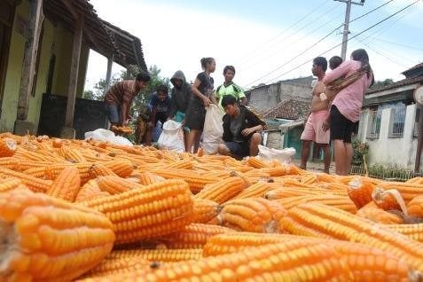  Produksi Jagung Sumsel Meningkat