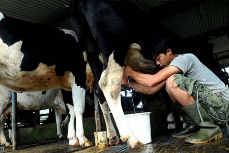  Universitas Brawijaya (UB): Mahasiswa Dirikan Milk Academy untuk Peternak