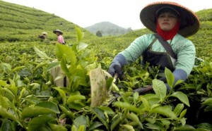  Sebagian Petani Teh Lepas Lahan, Luas Kebun Susut 2%