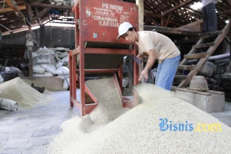  PRODUKSI BERAS: Panen Tahun Depan Bisa Hasilkan 73 Ton Padi