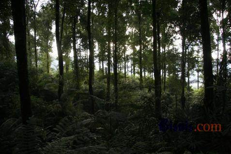  4 Nagari Kelola Hutan Desa di Sumbar