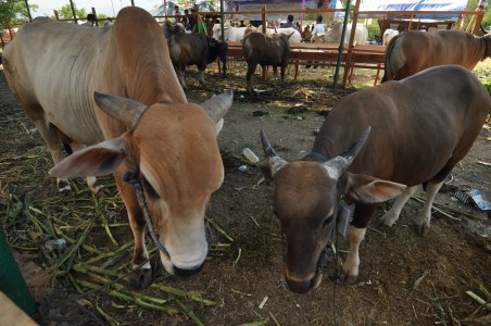 Pembaruan Data Jadi Hambatan Investasi Peternakan di Aceh