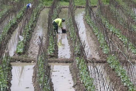  LAHAN PERTANIAN: Kementerian Agraria Kaji Bank Tanah untuk Petani