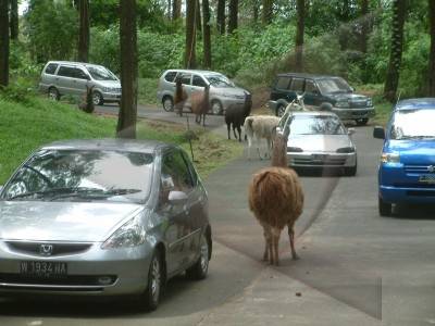  Taman Safari Indonesia Minta Pasokan Rumput ke Jabar