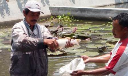 Kolam pemijahan ikan mas/Antara