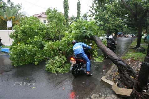  HUJAN ANGIN Landa Bogor, Pohon Bertumbangan