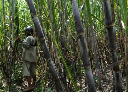  Musim Giling 2015: Petani Tebu Jabar Minta Jaminan Rendemen Minimal 7%