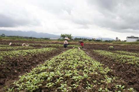  PERTANIAN ORGANIK: Hasil Produksi Berkurang 60%