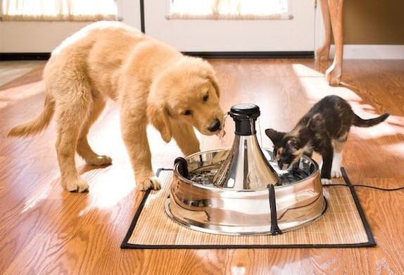  Misteri Cara Minum Kucing & Anjing Kini Terpecahkan