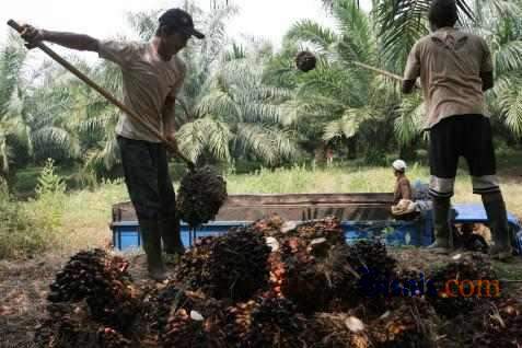  Harga CPO (25 November 2014): Dibuka Rebound 0,23%