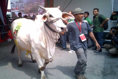  UGM: Peternak Butuh Dana, Banyak Sapi Lokal Bibit Unggul Keluar Daerah