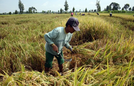  Produksi Padi : Pemerintah Diharapkan Fokus Kehilangan Hasil