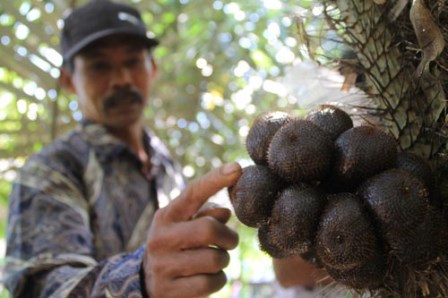  Salak Pronojiwo Lumajang Bakal Raih Sertifikat Internasional